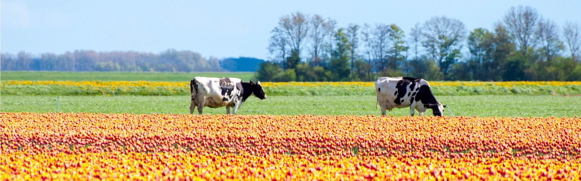 Campings in Flevoland zoeken