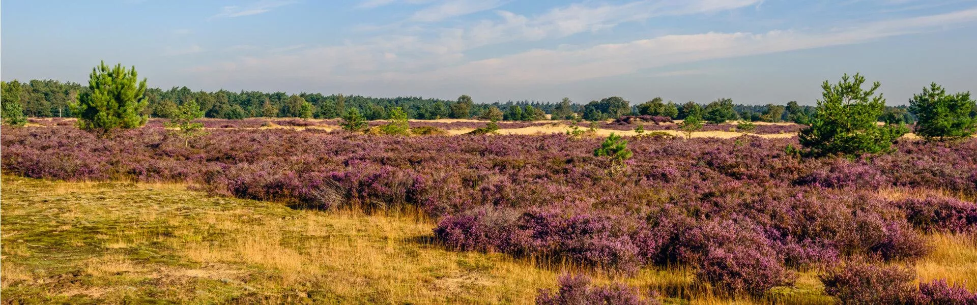 Campings in Noord-Brabant zoeken