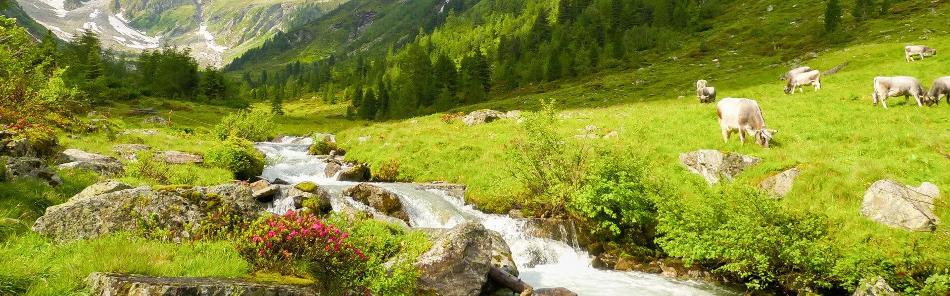 Campings in Vorarlberg zoeken