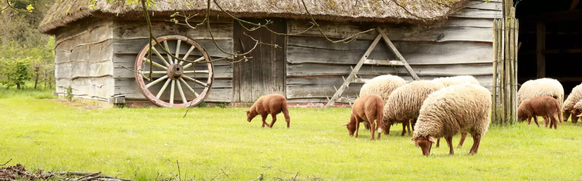 Campings in Belgisch Limburg zoeken