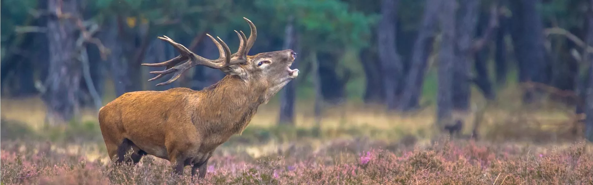 Veluwe