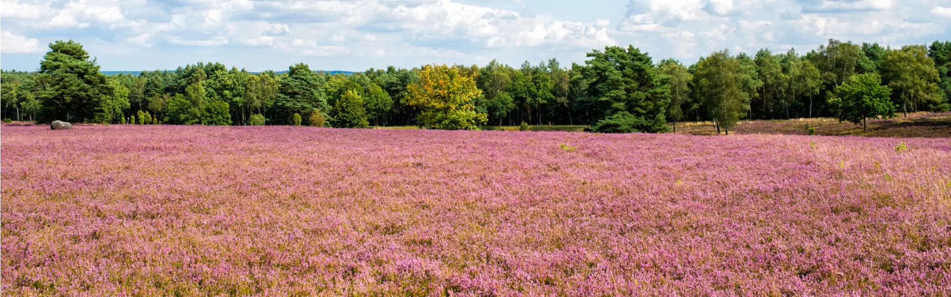 Campings zoeken in Lüneburger Heide 