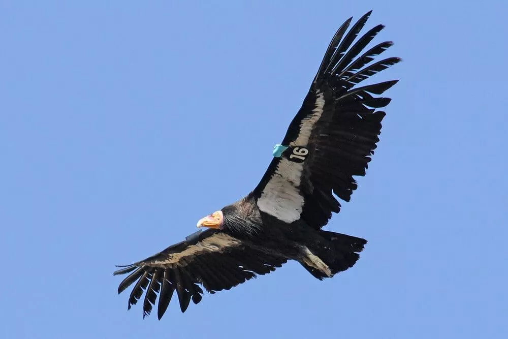 De 8 mooiste en meest bijzondere vogels ter wereld