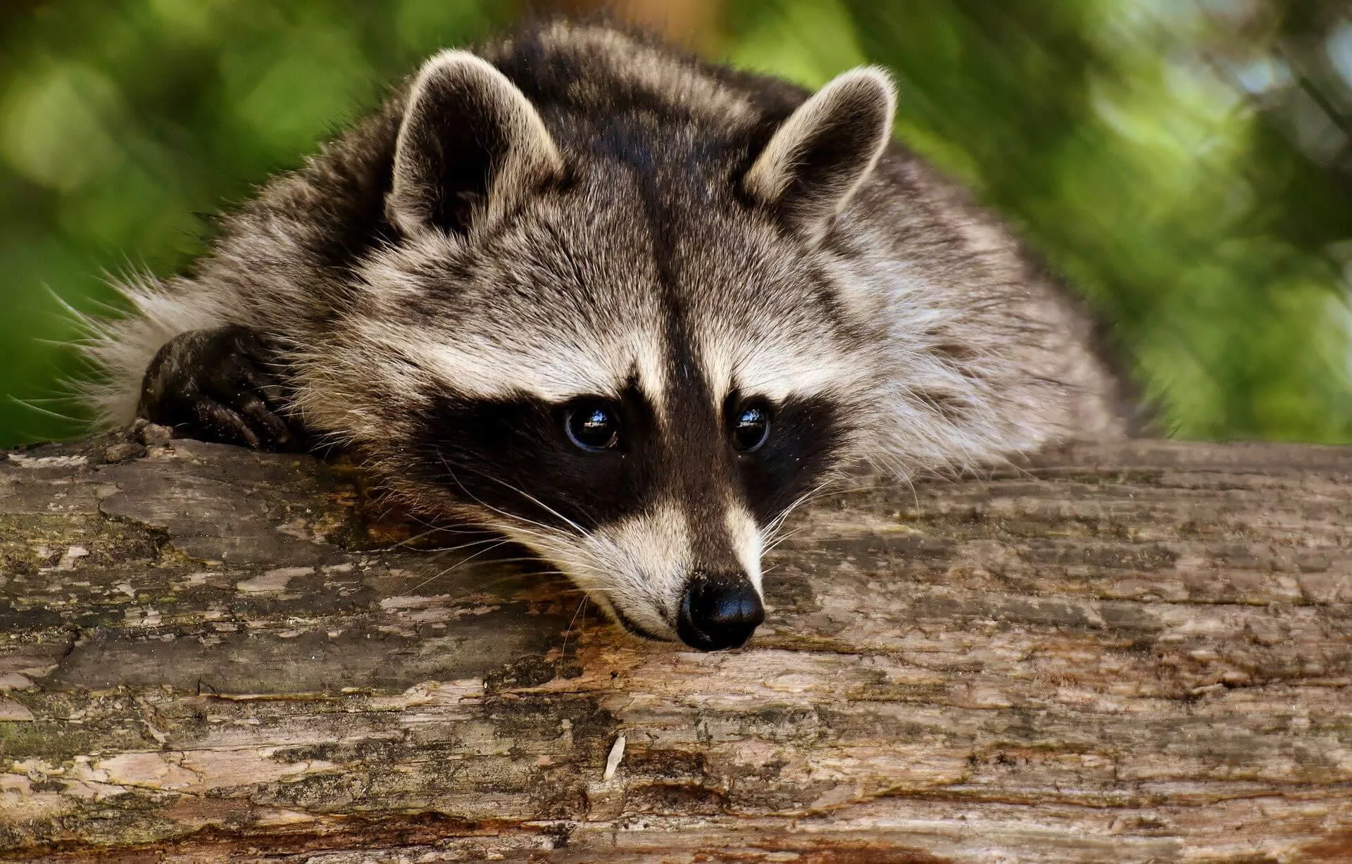 De 7 leukste kleine dierentuinen van Nederland