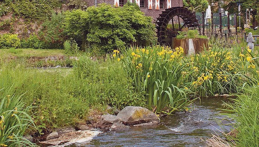 EuroParcs Maasduinen