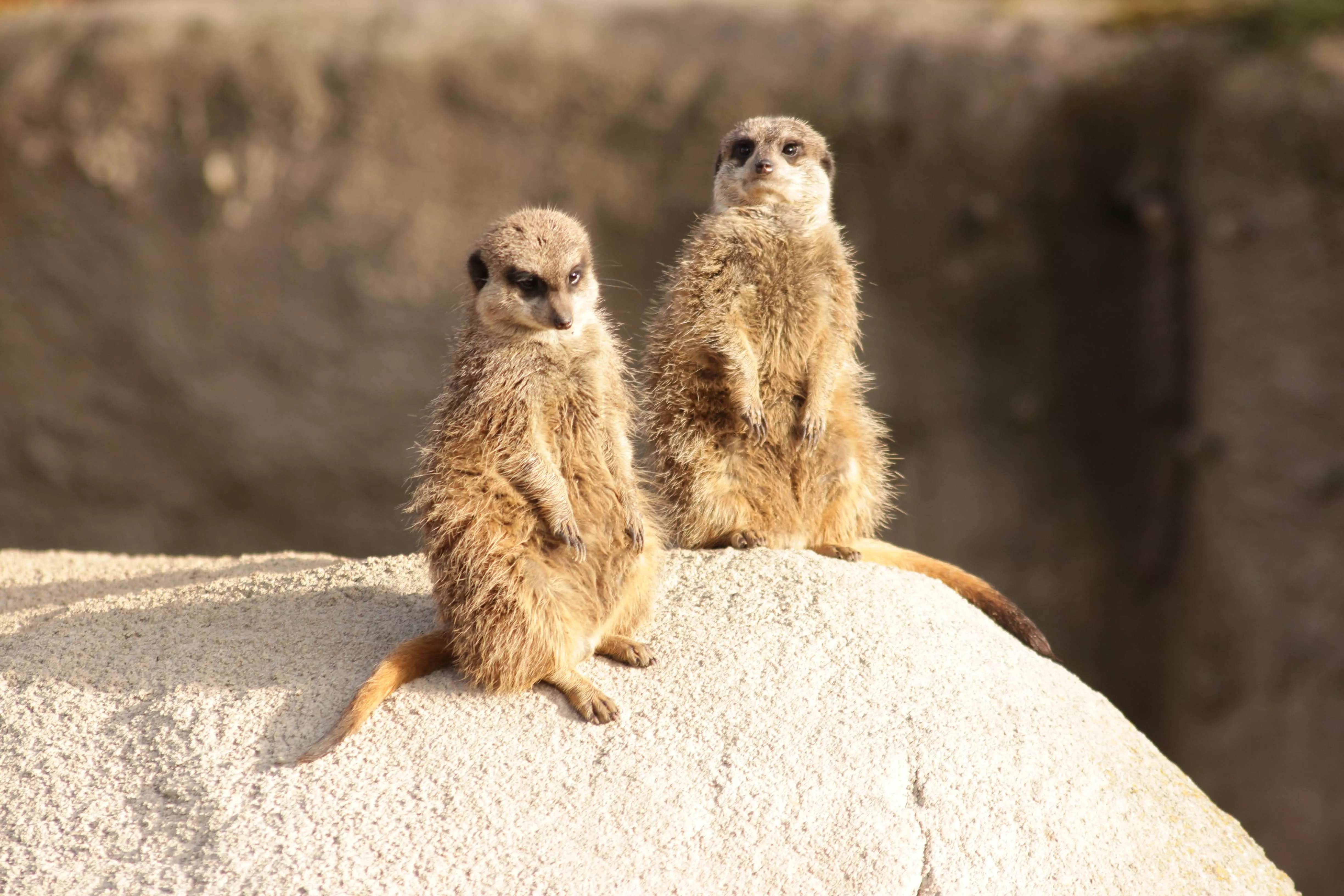 De leukste dierentuinen in Nederland